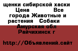 щенки сибирской хаски  › Цена ­ 10 000 - Все города Животные и растения » Собаки   . Амурская обл.,Райчихинск г.